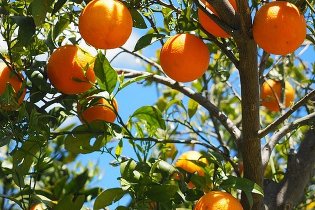 buah-jeruk-obat-kolesterol