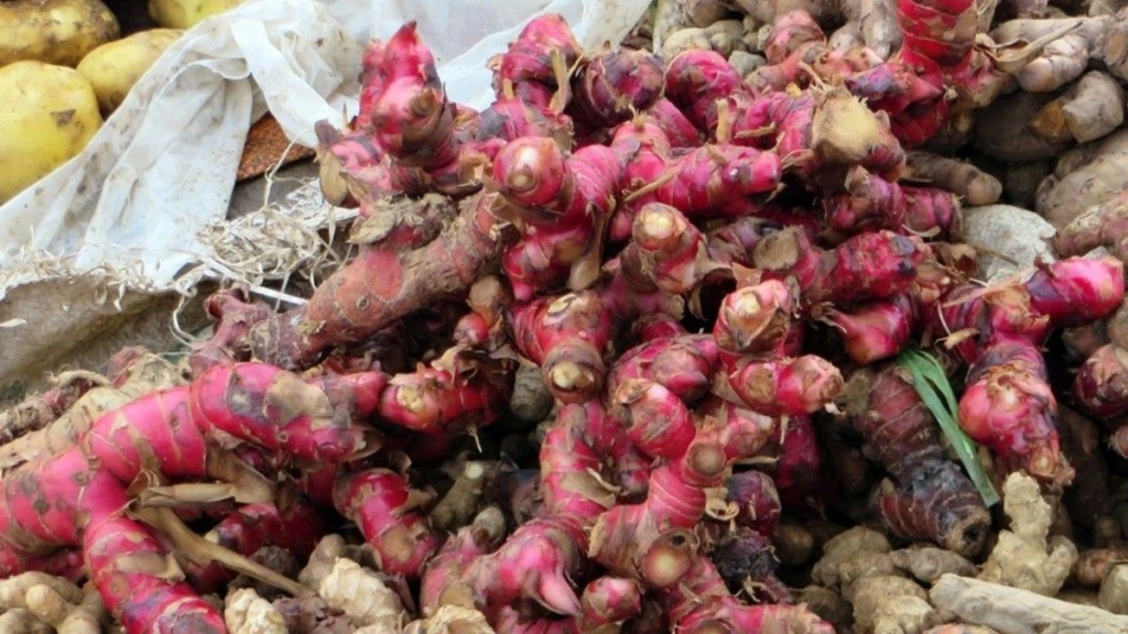 kandungan jahe merah