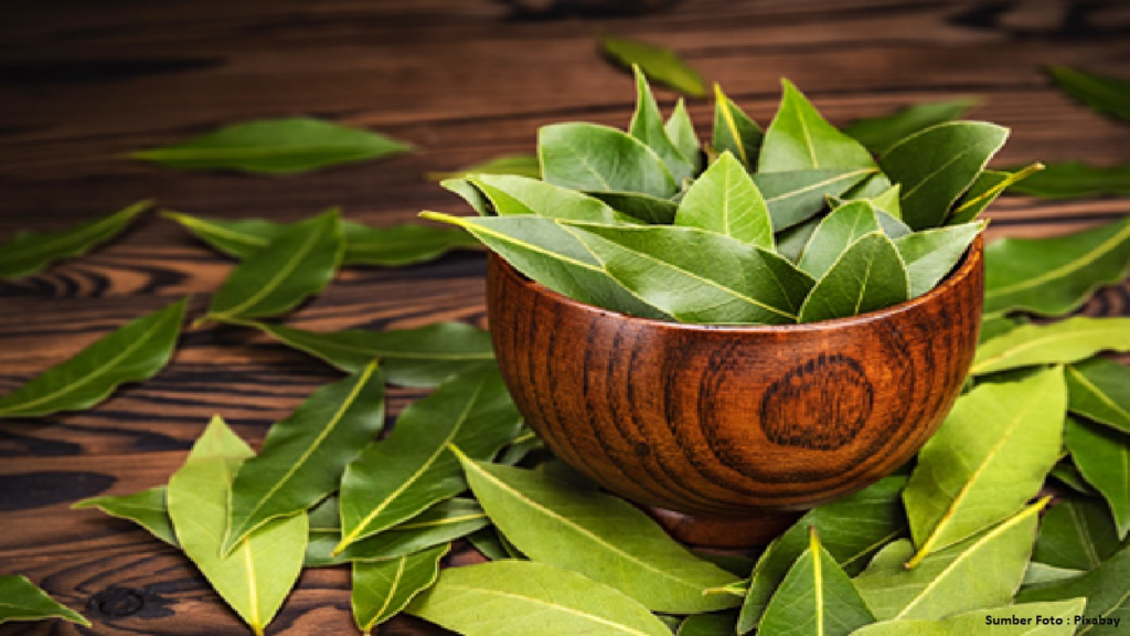 daun salam untuk asam urat