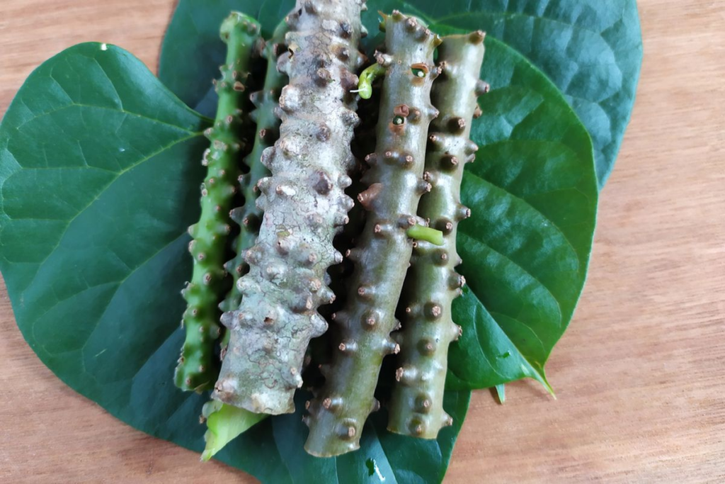 brotowali untuk asam urat