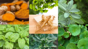 Tanaman Herbal yang Bermanfaat bagi Kesehatan: 10 Pilihan Alami dan Fakta Ilmiahnya